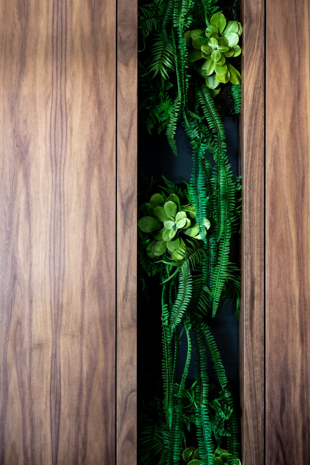 Narrow vertical strip of ferns and succulents set between walnut wall panels in the reception of Othman Office 2